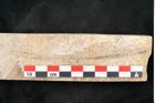 Foto (Detailansicht) von Pinus holothana Unger (NHMW-GEO-2024-0188-8085)